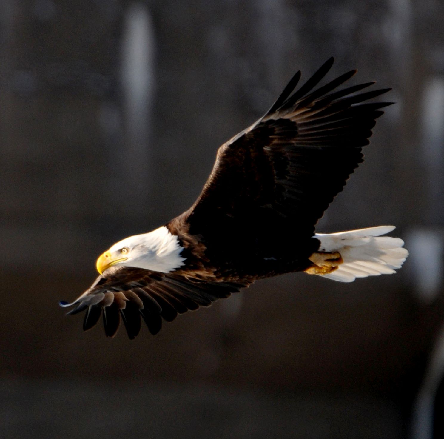 Bald Eagle, Full Cruise 12x12 print only #5712