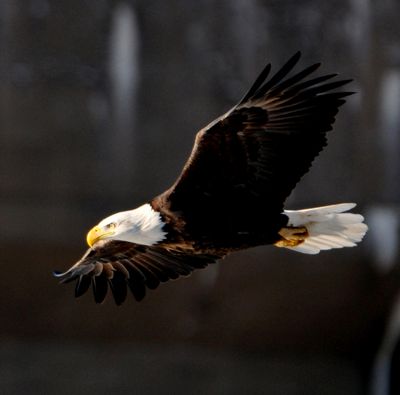 Bald Eagle, Full Cruise 12x12 print only #5712
