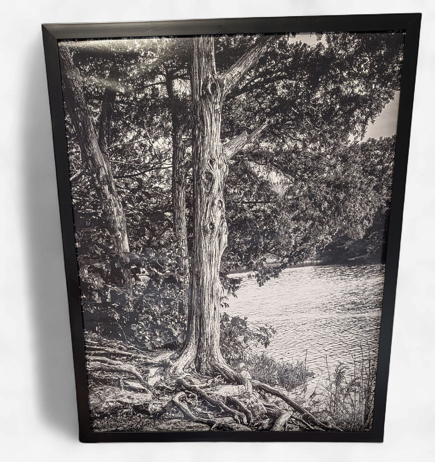 16"x20" Black and white tree