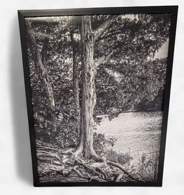 16"x20" Black and white tree