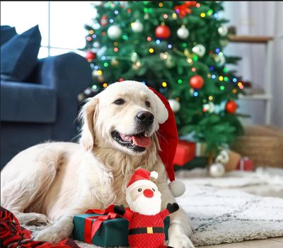 DOG HOLIDAY TOYS &amp; TREATS