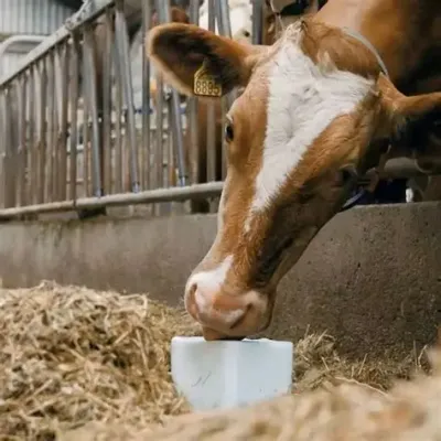 SALT BLOCKS &amp; BAGS