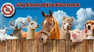 FLY &amp; PEST BAIT, TRAPS, &amp; SPRAYS