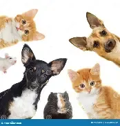 PET HOME SUPPLIES &amp; CLEANERS