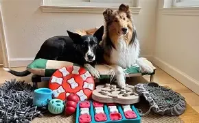 LICK MATS, PUZZLES, AND SNUFFLE MATS