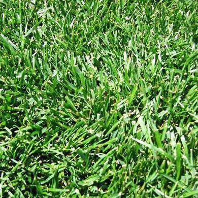 Tall Fescue (no ENDOPHYTE)