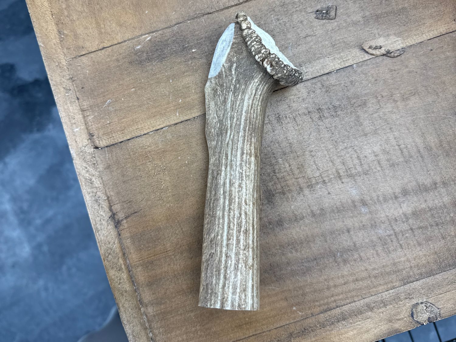 Whitetail Whole Elk Antler -XL