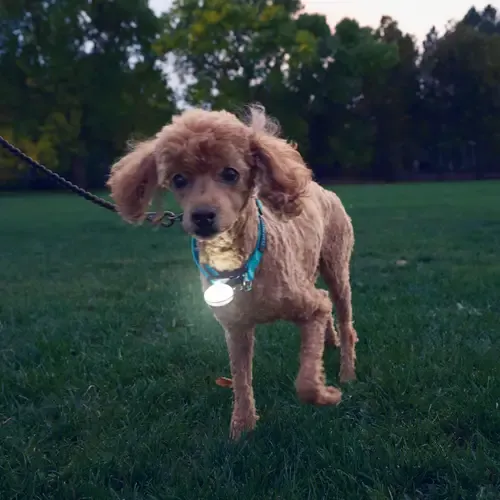 NiteIze SpotLit Rechargeable Collar Light Jewel