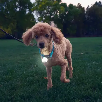 NiteIze Spotlit Rechargeable Collar Lite