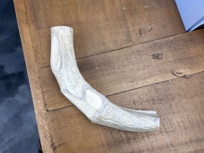 Antler Whole XL Whitetail Deer Chew