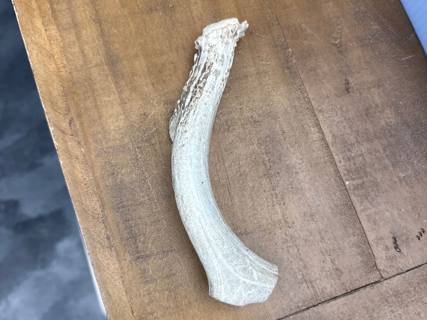 Whitetail Whole Deer Antler-Large