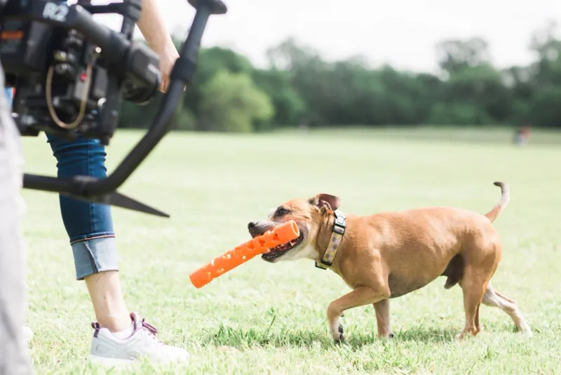 Chuck It Air Fetch Stick Small-7"