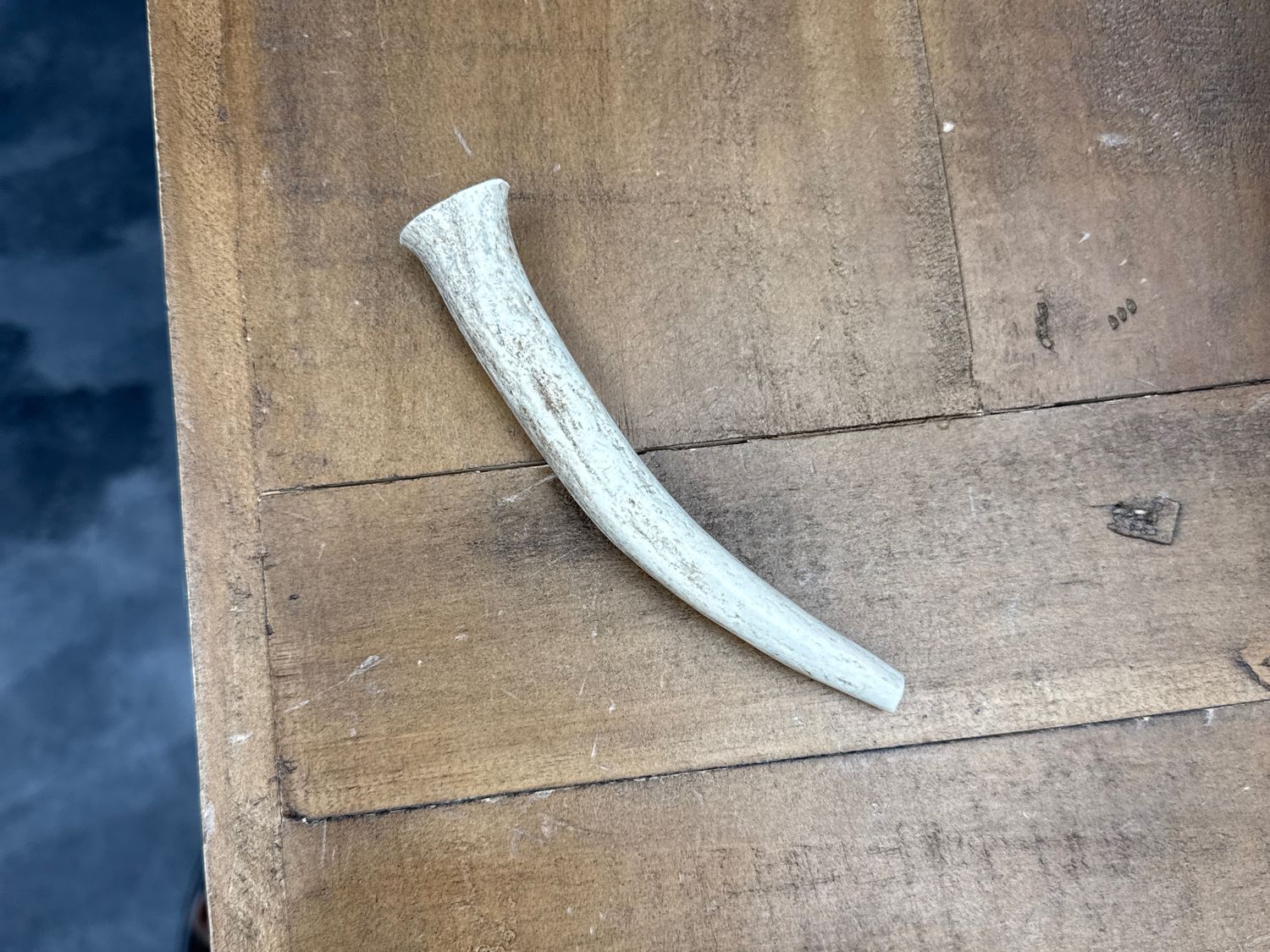 White Tail Whole Deer Antler-Small
