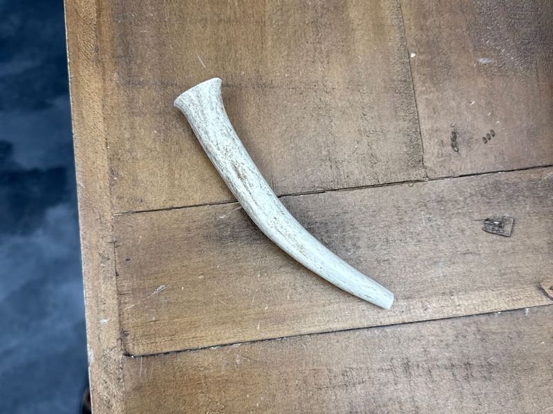 Antler- Small White Tail Whole Deer Chew