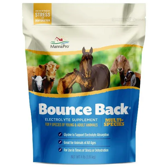 Bounce Back Multi-Species Electrolyte Supplement, 4 oz