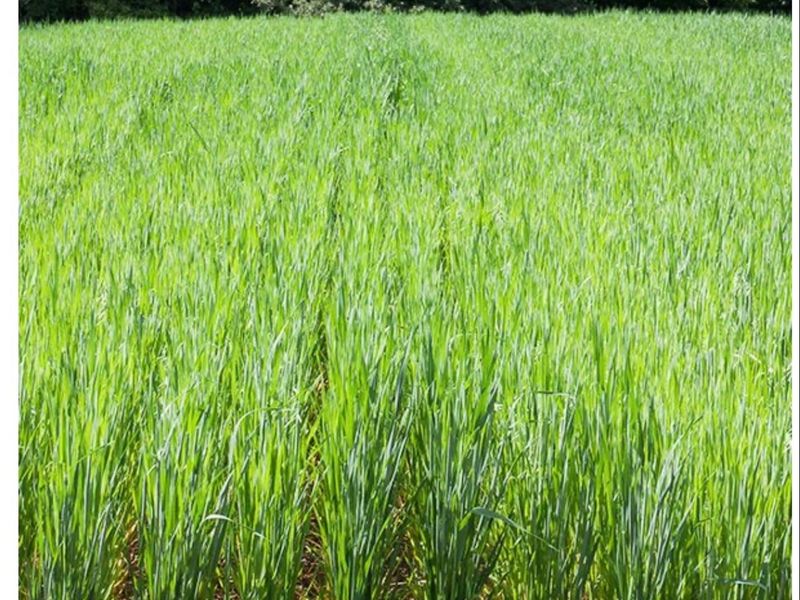 VNS Seed Oats 50# Bag