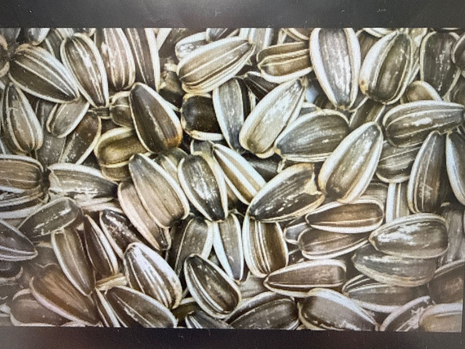 5# Stripped Sunflower Seed