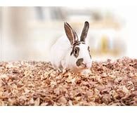Consumers Cedar Shavings- Bedding