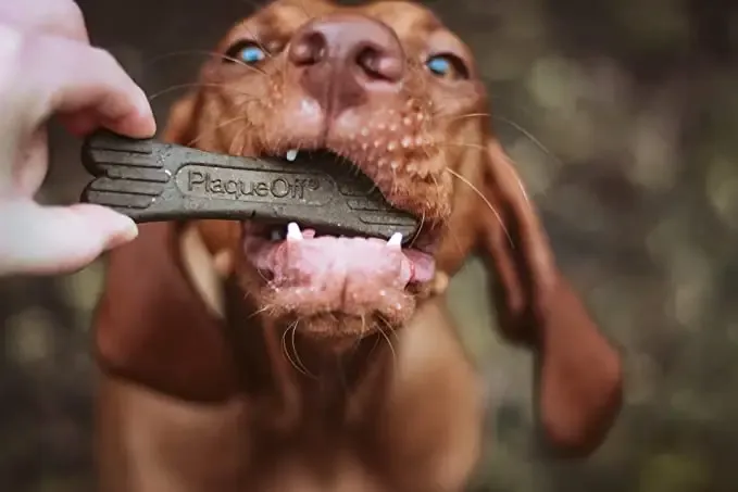 Plaque Off Dental Bone