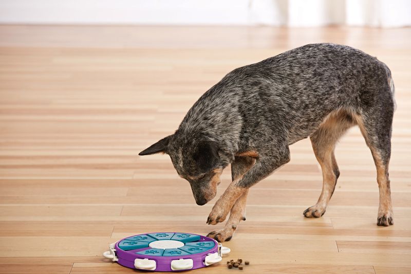 Dog Twister Interactive Puzzle Purp