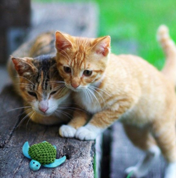 KONG Cat Turtle Toy