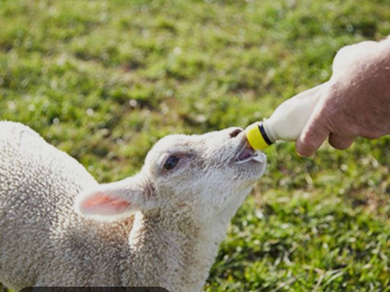 46581-Lamb 23-30 AM NM Milk Replacer MSG