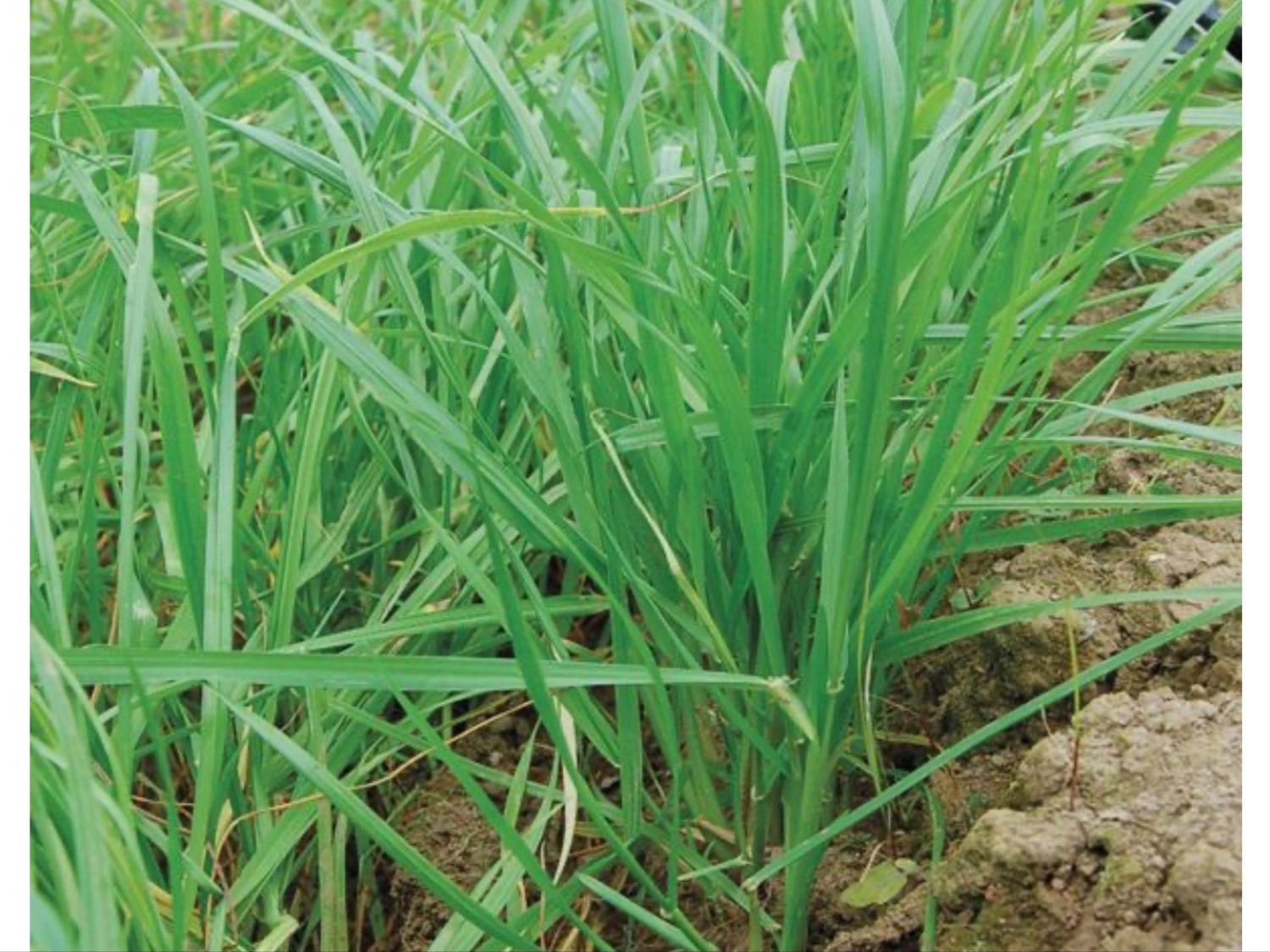 ANNUAL RYE GRASS SEED