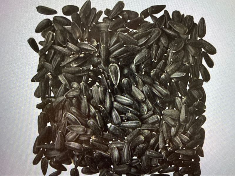 5# Black Oil Sunflower Prepackaged
