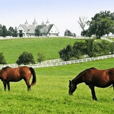 HORSE PASTURE MIX 25# BAG