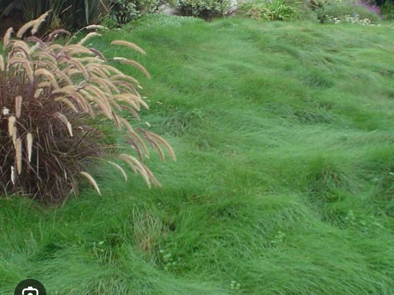 CREEPING RED FESCUE