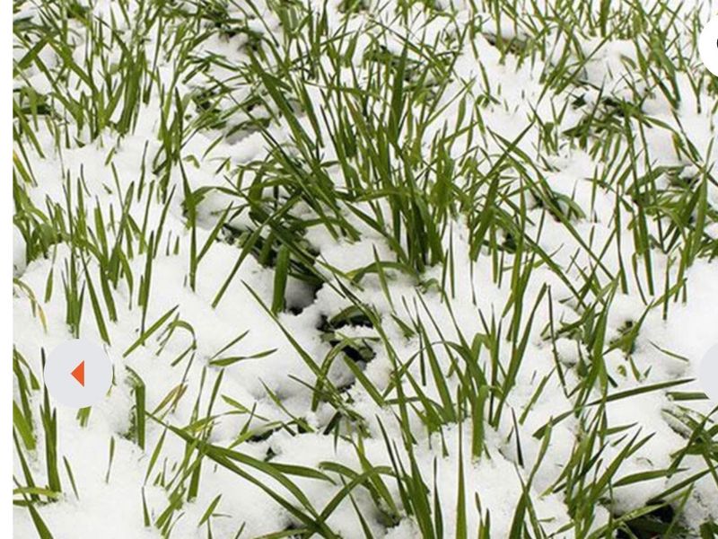 WINTER RYE 25# Bag