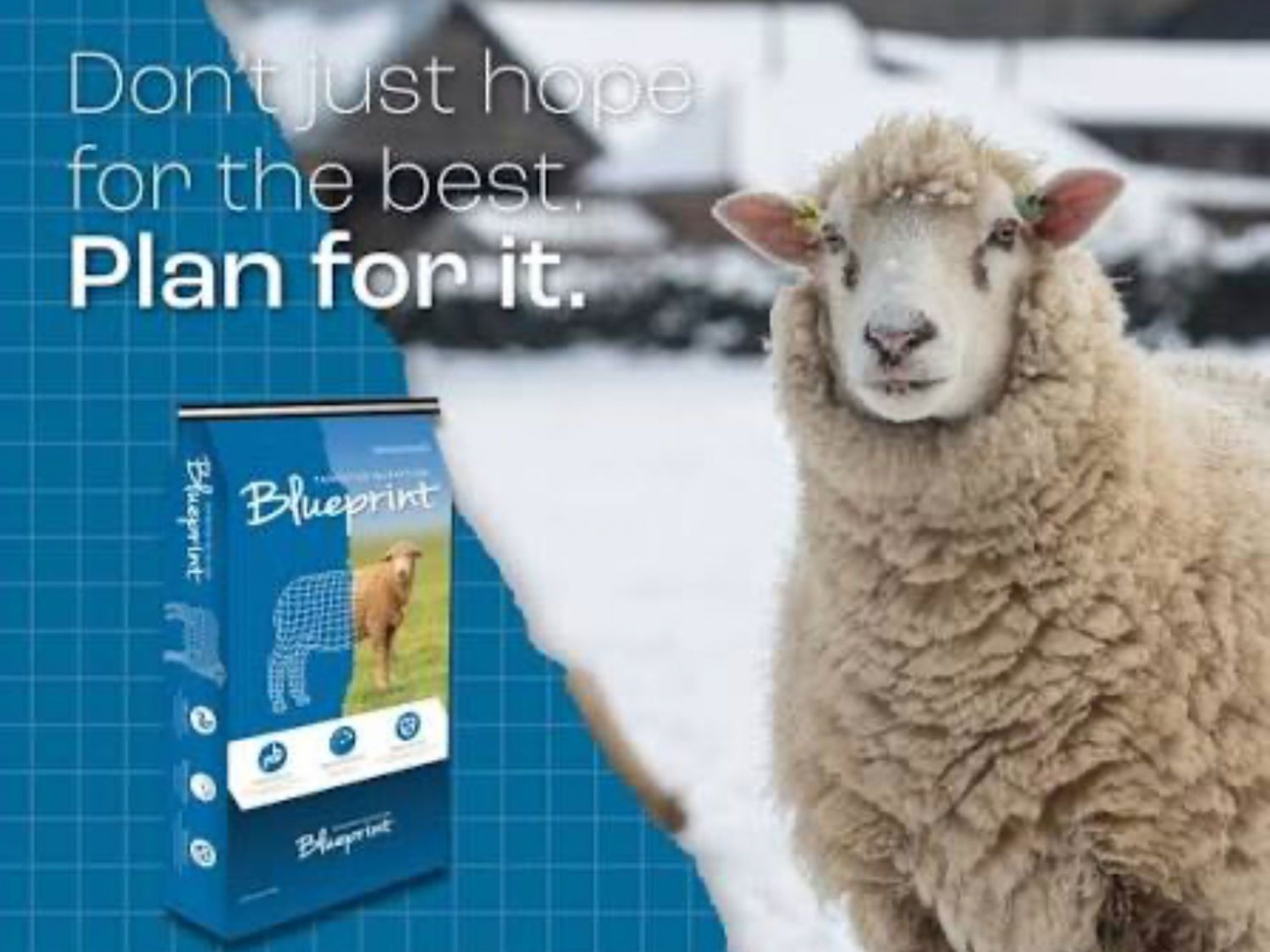 68490-50#BluePrint Sheep Supplement