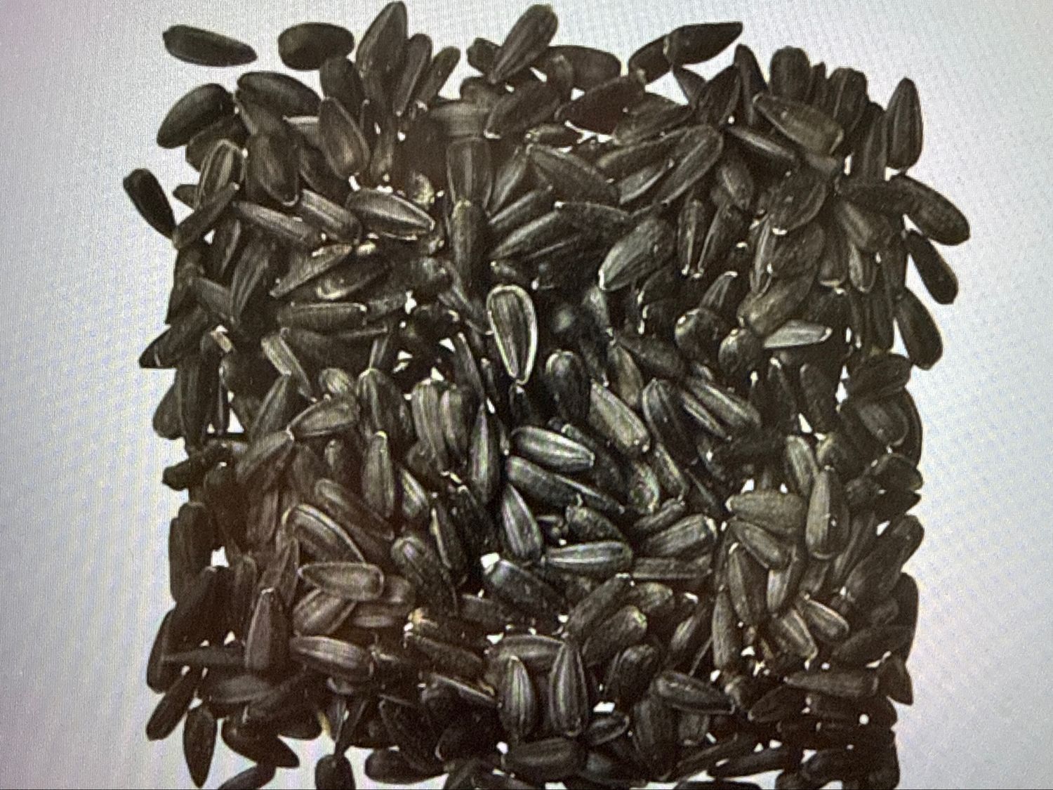 50# BLACK OIL SUNFLOWER SEED