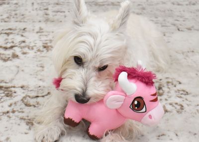 MULTIPET DOG NEOPETS KAU 7"