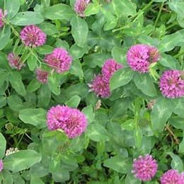 Medium Red Clover Lawn Seed