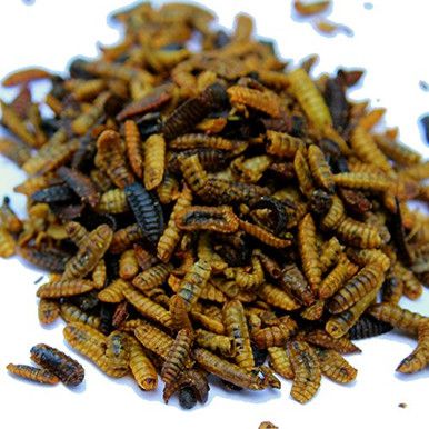 Payback Larvae Lunch 12oz