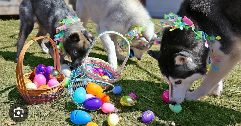 Easter Egg Hunt Entry