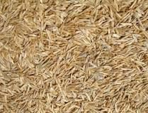 50# Tri-Dwarf Fescue Blend
