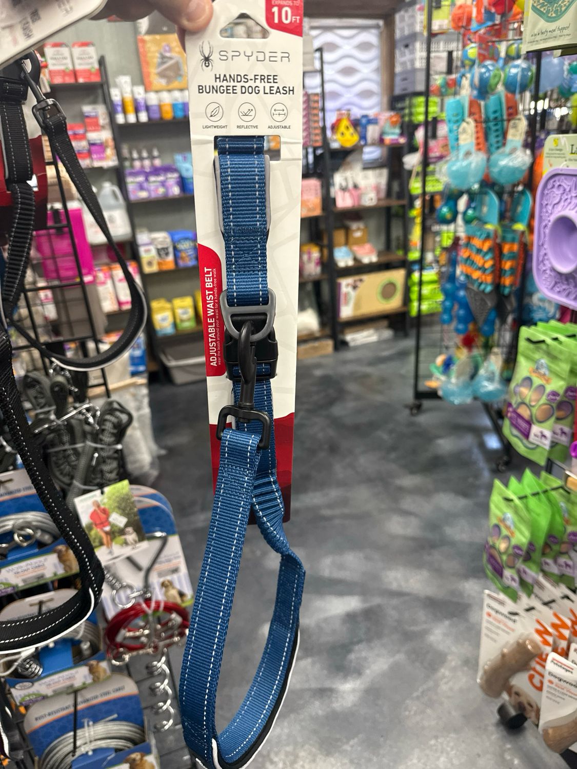 Spyder 10" Hands Free Reflective Bungee Leash- Blue