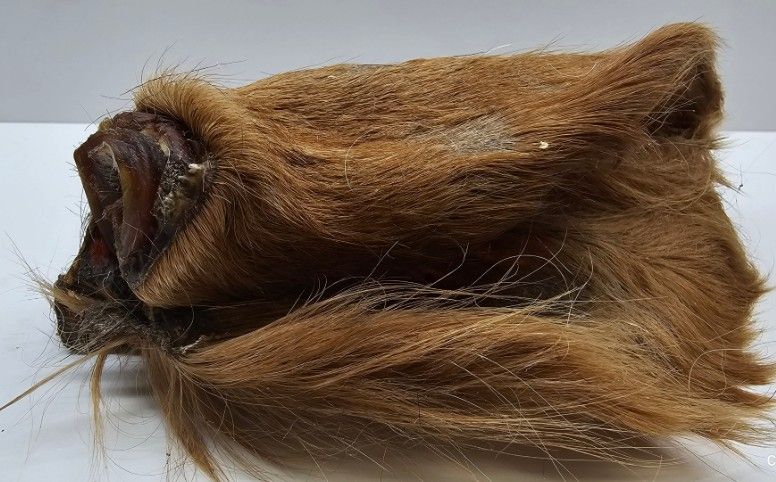 FUREVER HAIRY COW EAR