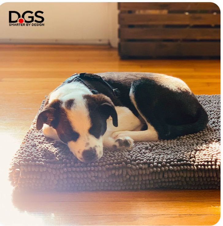 Dog Gone Smart - Dirty Dog Cushion Pad - Gray 21x30 / Medium