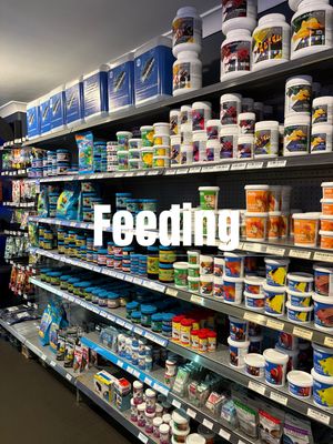 7. Feeding