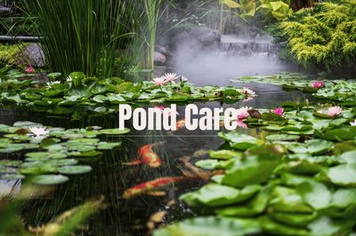 9. Pond Care