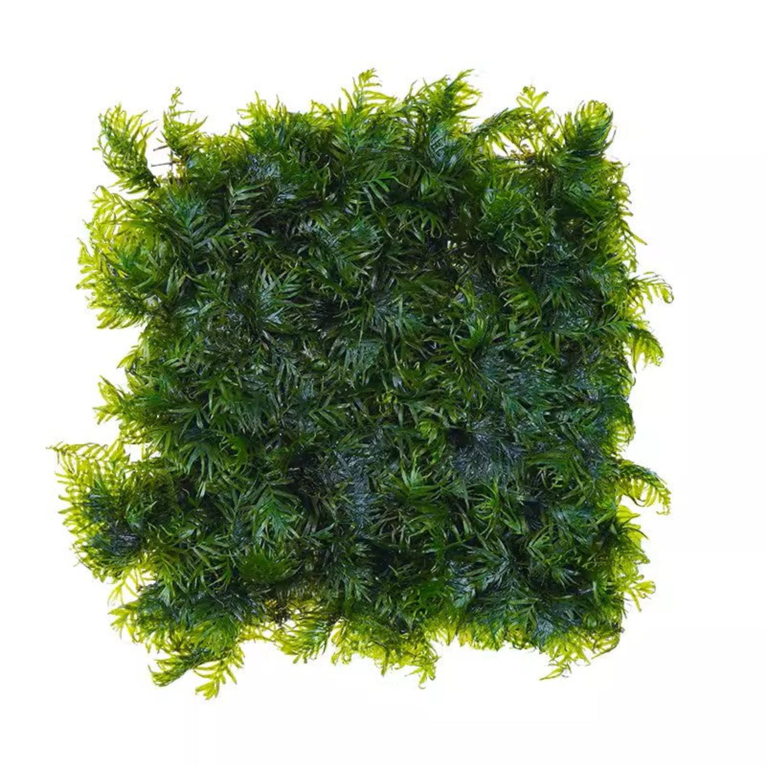Fissidens Nobilis Moss