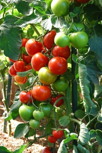 Amish Village Tomato (Koy Domates) 2lb