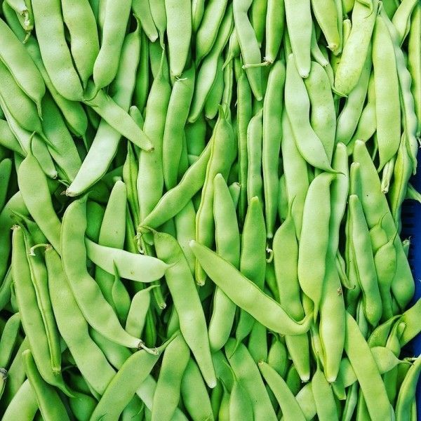 Ayse Kadin Fasulye (Amish Farm Fresh Bean)~1lb