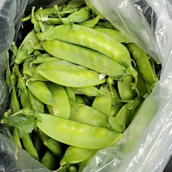 Amish Farm Green Peas (Turk Usulu Taze Bezelye) ~1lb