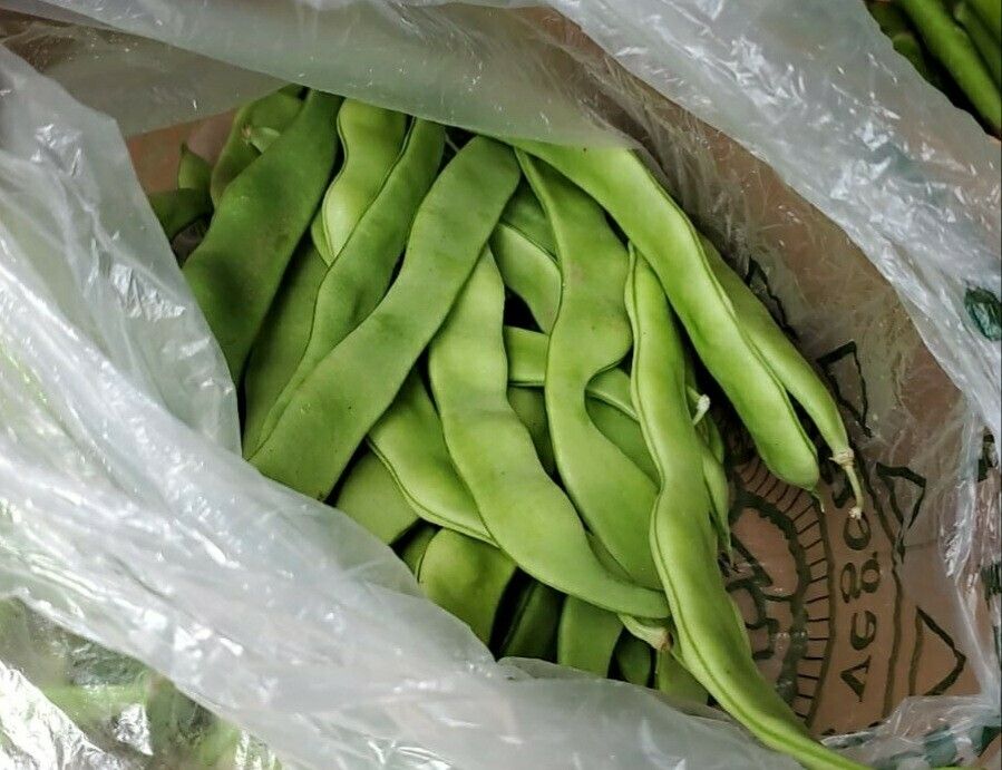 Taze Turk Usulu Fasulye - Amish Farm Fresh Green Beans ~1lb (16oz)
