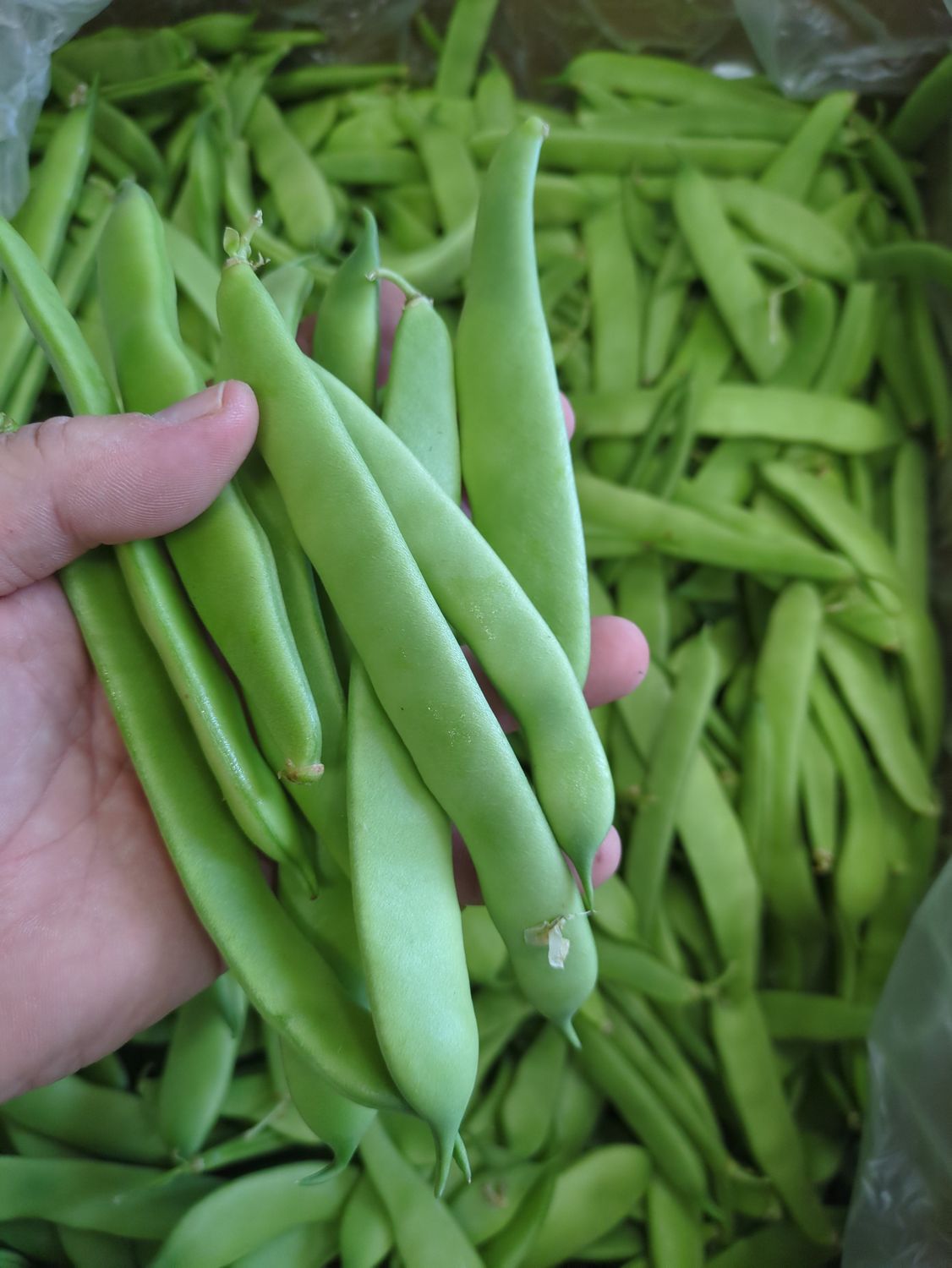 Taze Turk Usulu Fasulye - Amish Farm Fresh Green Beans ~1lb (16oz)