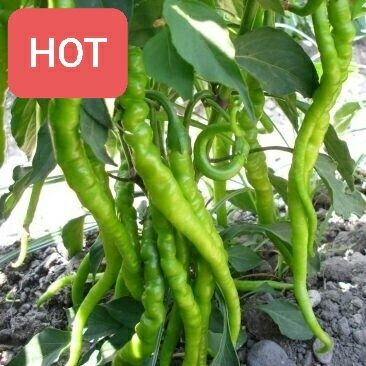 Aci Turk Usulu Sivri Biber (Amish Farm) 8oz